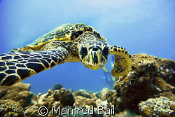 nikon D200 sealux housing - Hawksbillturtle (Caretta Care... by Manfred Bail 